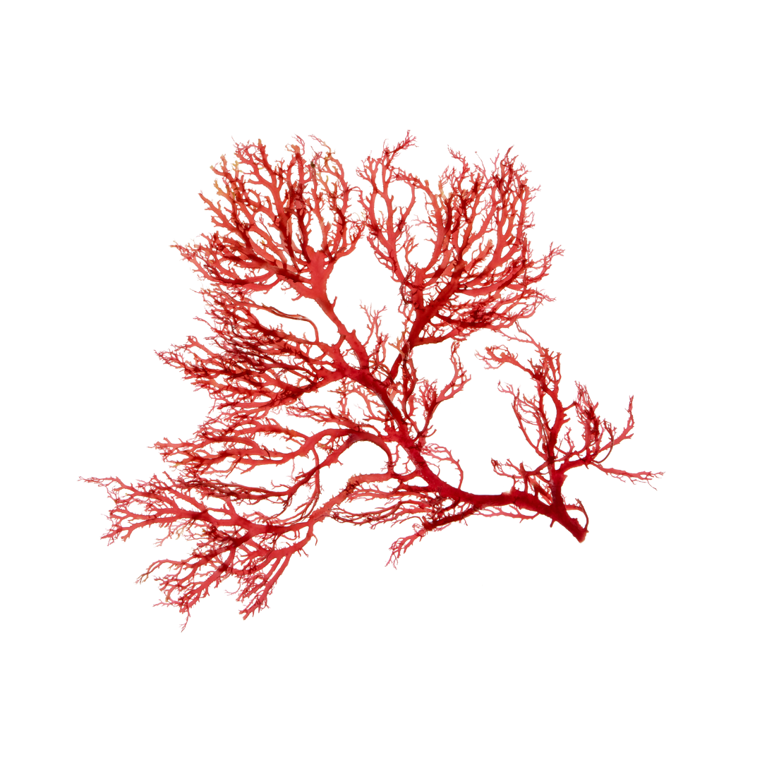 Alghe rosse ramificate su sfondo bianco.