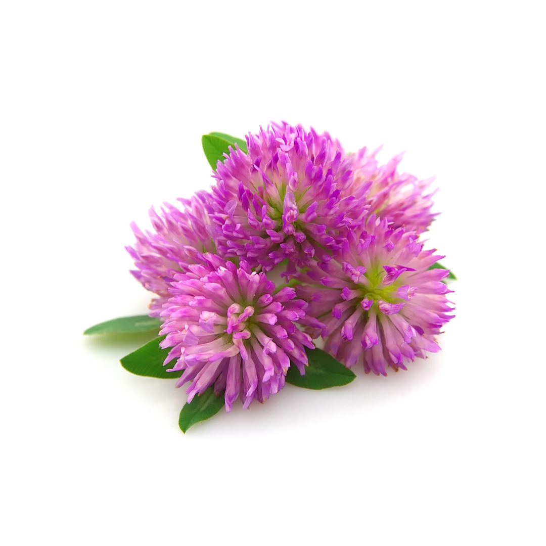 Fiori di amaranto viola con foglie verdi su sfondo bianco.