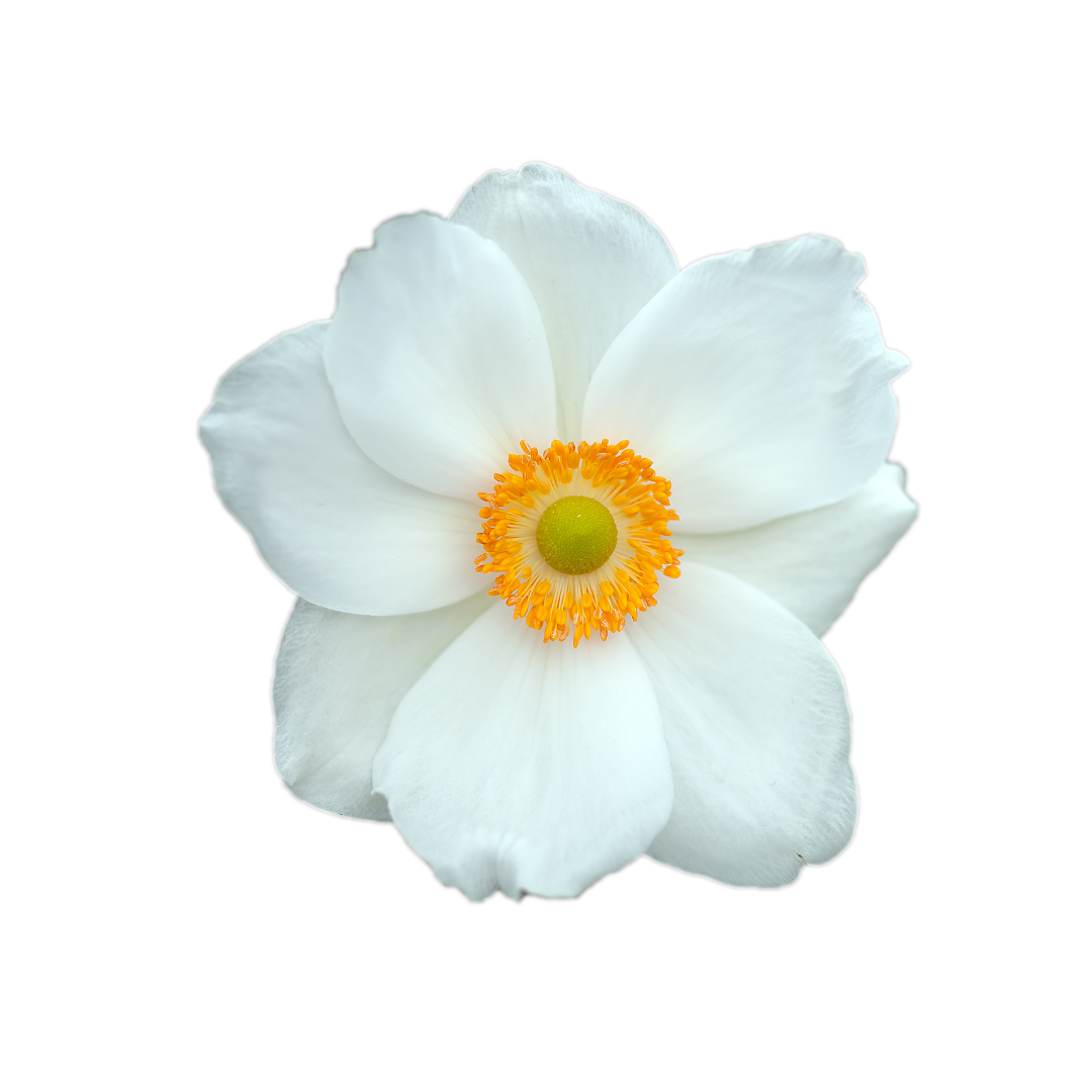 Fiore di anemone bianco con centro giallo.