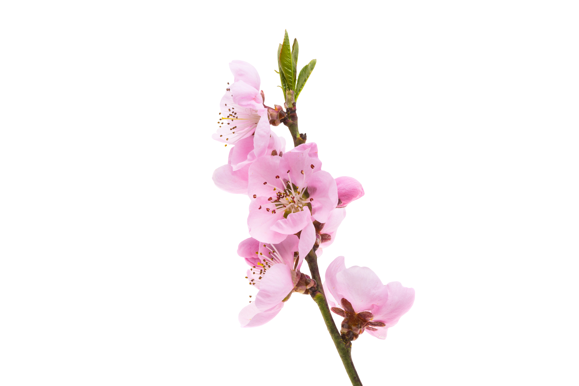 Ramo di fiori di pesco con petali rosa su sfondo bianco.