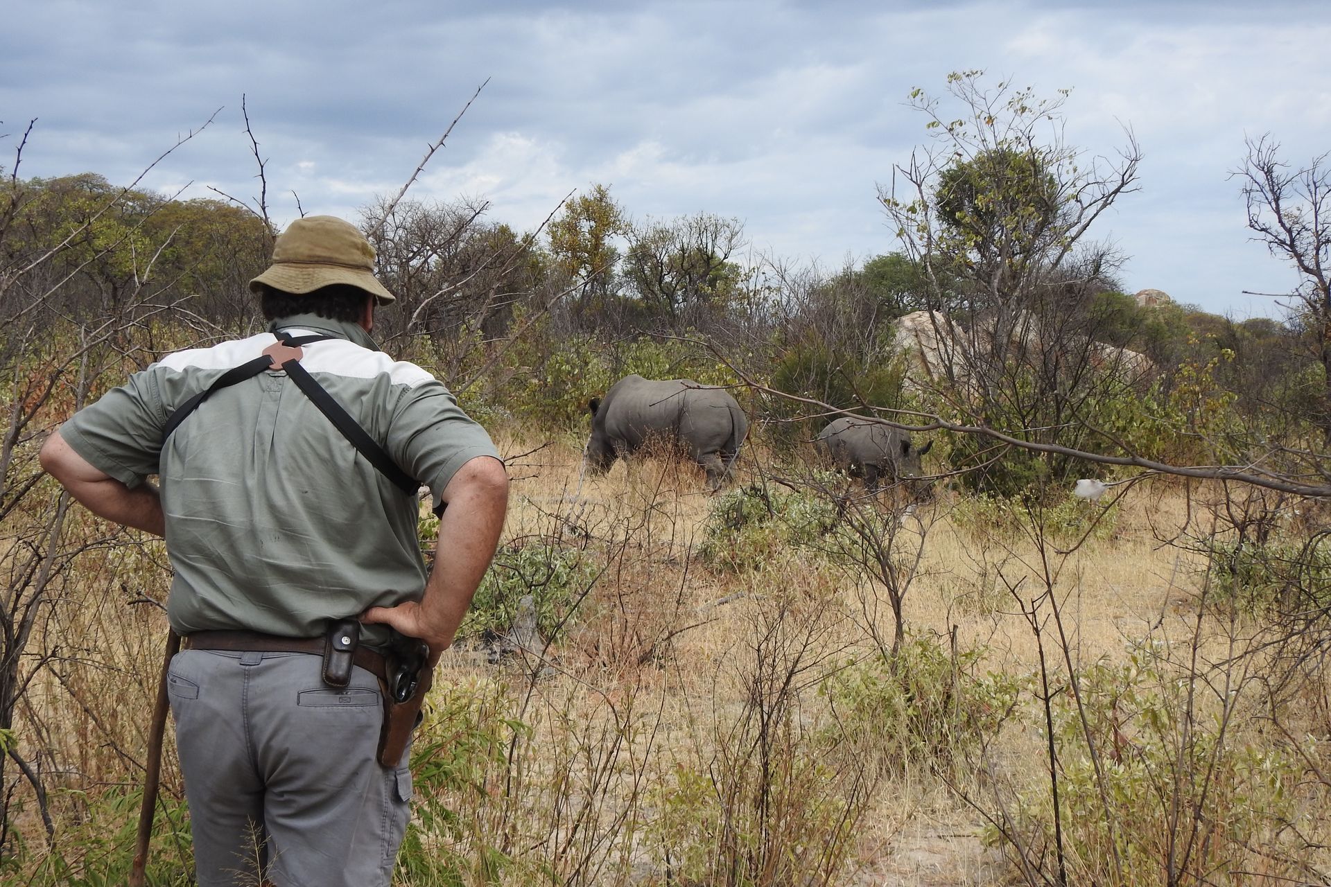 Man watches rhinos in grassy African savanna.