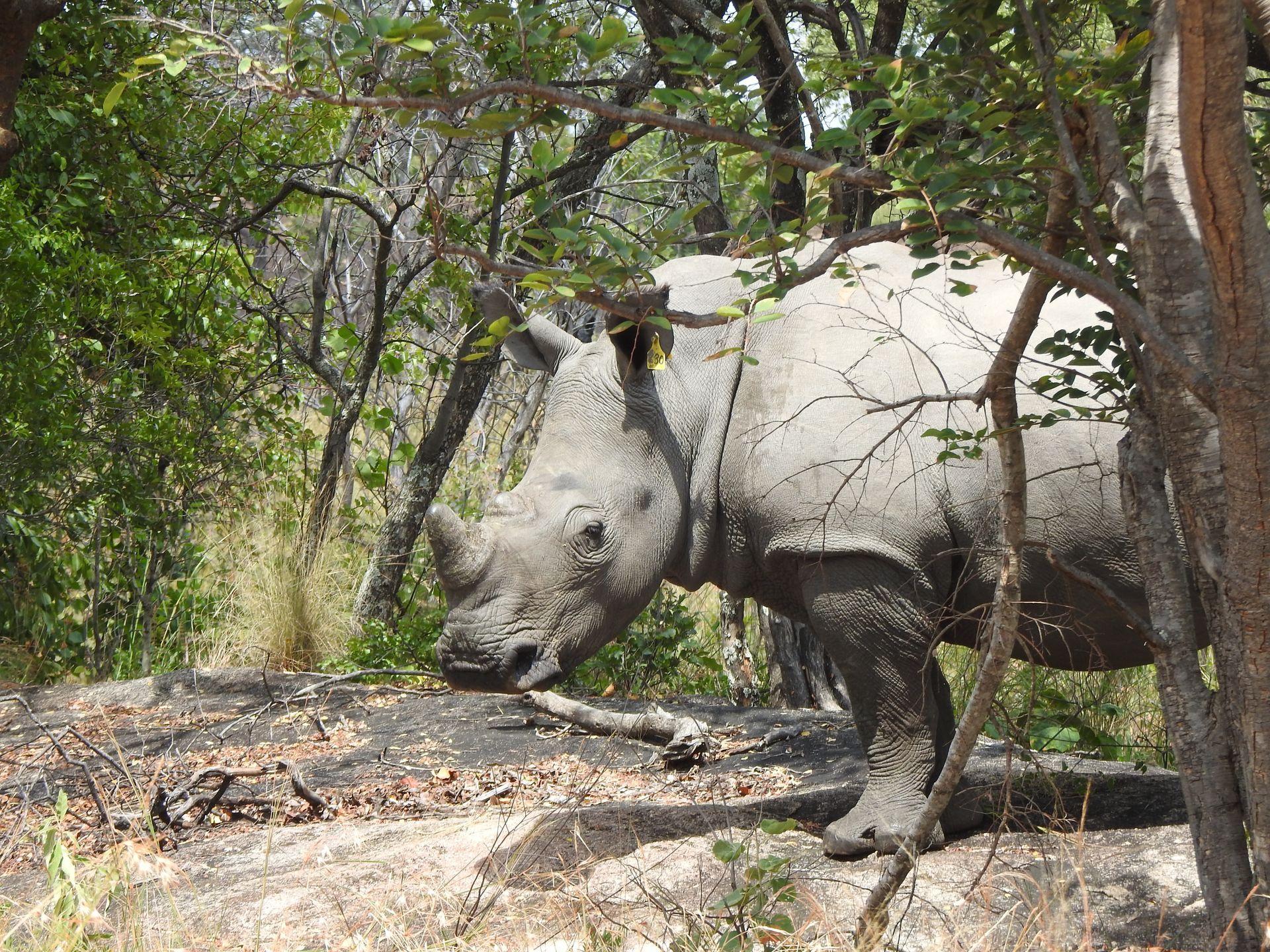 White rhinoceros with large horn, grazing in an outdoor setting.