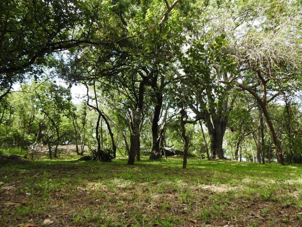 Lush green grassy clearing surrounded by trees under a bright sky.