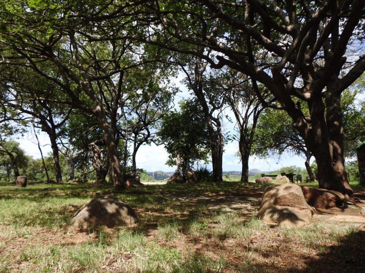 Trees shade a grassy area with large rocks; blue sky peeks through the canopy.