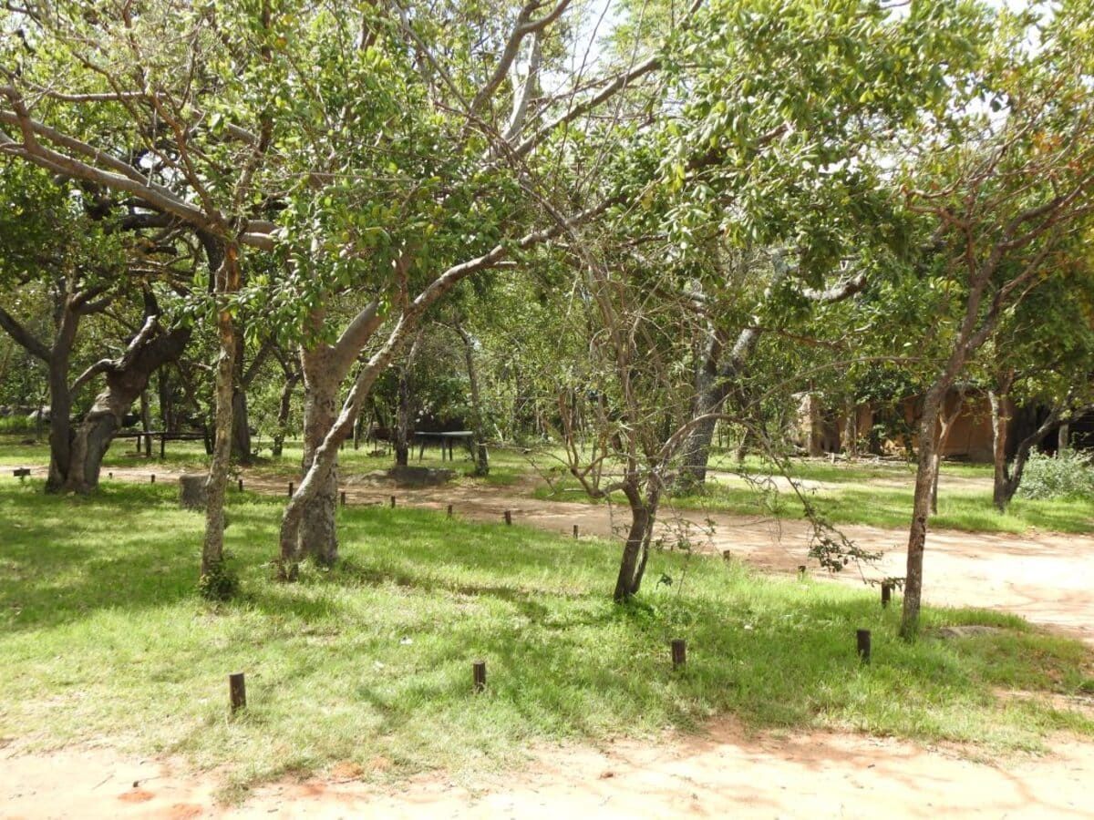 Lush green trees in a grassy area with a picnic table, under a bright sky.