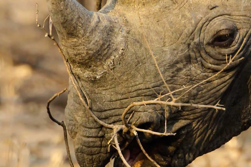 Close-up of a rhinoceros eating twigs; grey skin with deep wrinkles, eye visible.