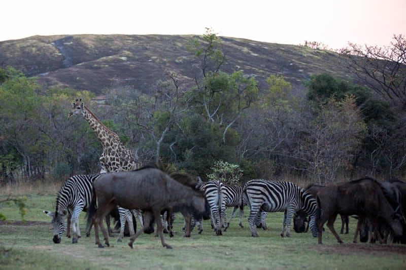A giraffe and herd of zebra and wildebeest grazing in a grassy African savanna, with a hilly backdrop.