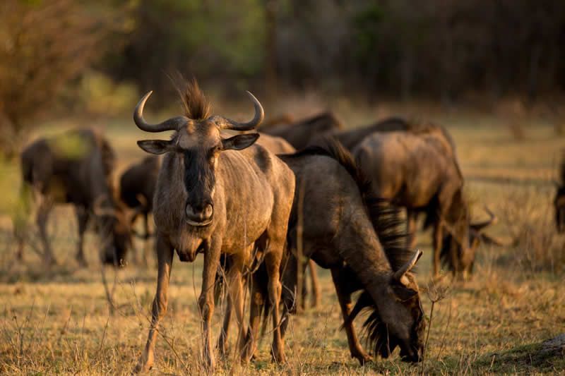 Wildebeest herd grazing in a grassy field; one looks at the camera.