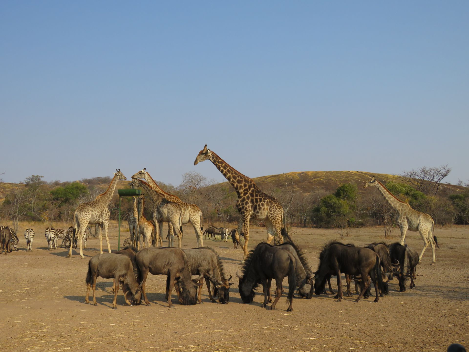 Giraffes and wildebeest graze together on dry land under a blue sky.
