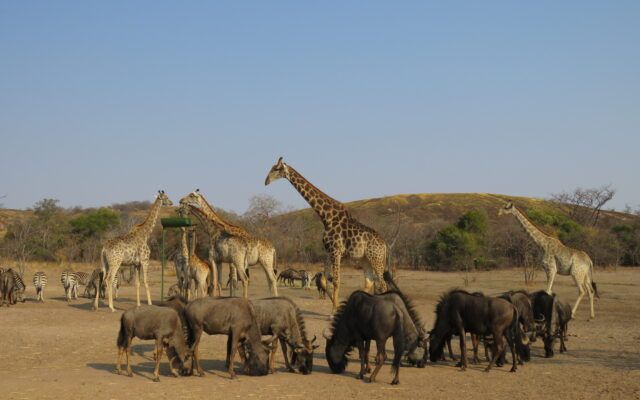 Giraffes and wildebeest grazing on a dry savanna under a clear blue sky.