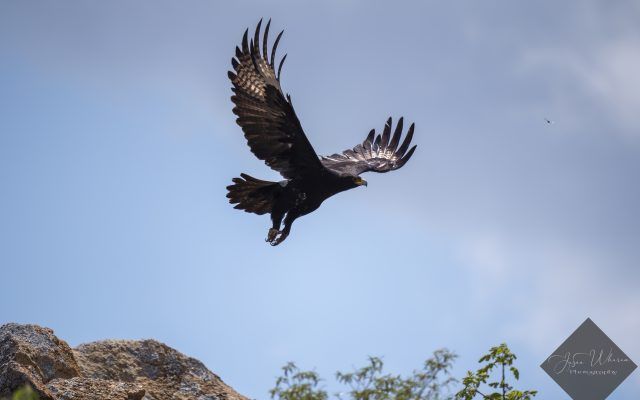 Dark eagle in flight with wings spread against a blue sky, tree in lower right corner.
