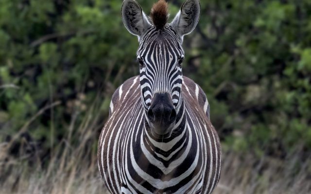 Zebra facing the camera with black and white stripes, tan mane, in a grassy field with green trees in the background.