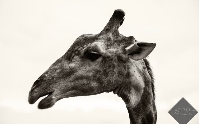 Giraffe's head and neck, in sepia tones. The giraffe is turned to the left, with its mouth slightly open.