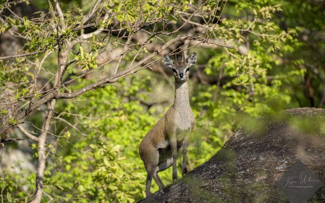 A klipspringer stands on a rock, alert, with green foliage in the background.