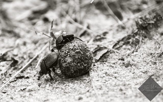Beetles rolling a ball of dung on sand.
