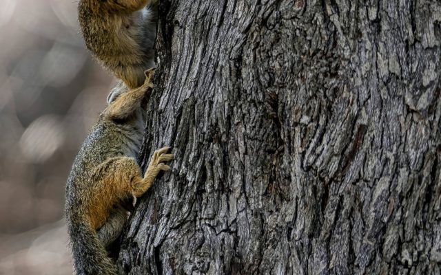 Two squirrels climbing a tree, one above the other.  The squirrels have brown and tan fur; tree bark is dark gray.