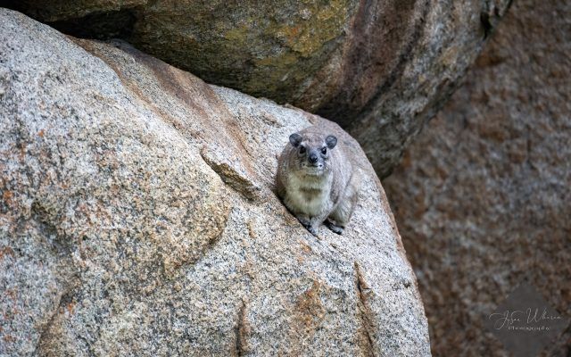 Rock hyrax on a large granite rock, looking directly at the camera.