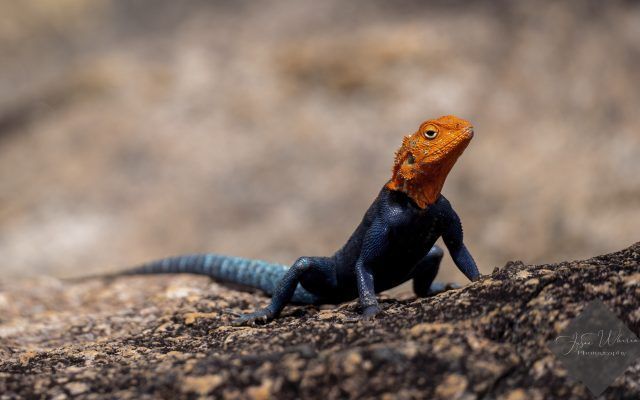 Male agama lizard with orange head and blue body on a rock.