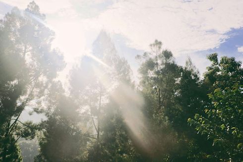 The sun is shining through the trees in the forest