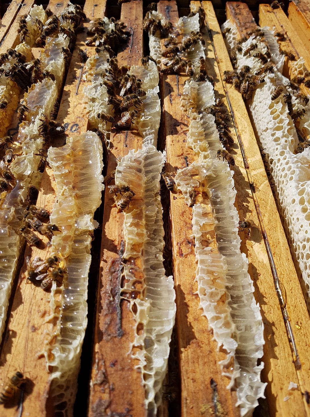 miele castagno apicoltura Ferti Ameglia