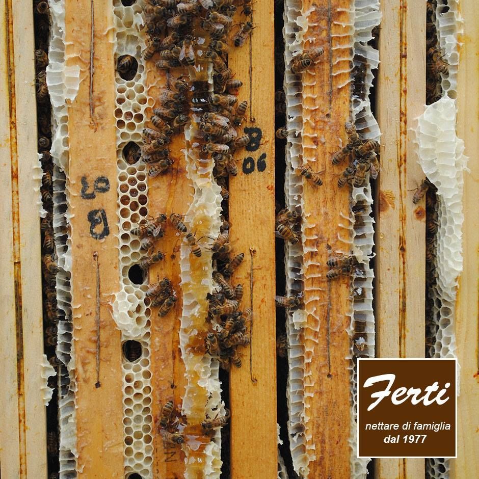produzione miele artigianale apicoltura Ferti Ameglia