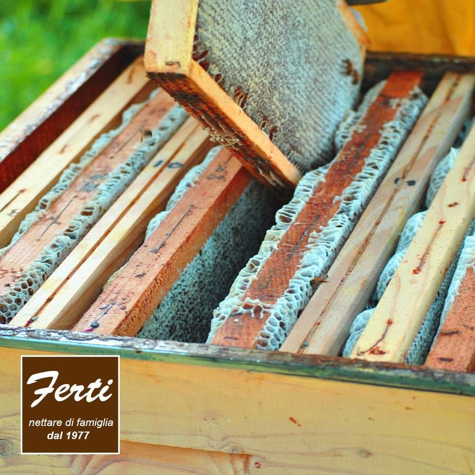 miele erica apicoltura Ferti Ameglia