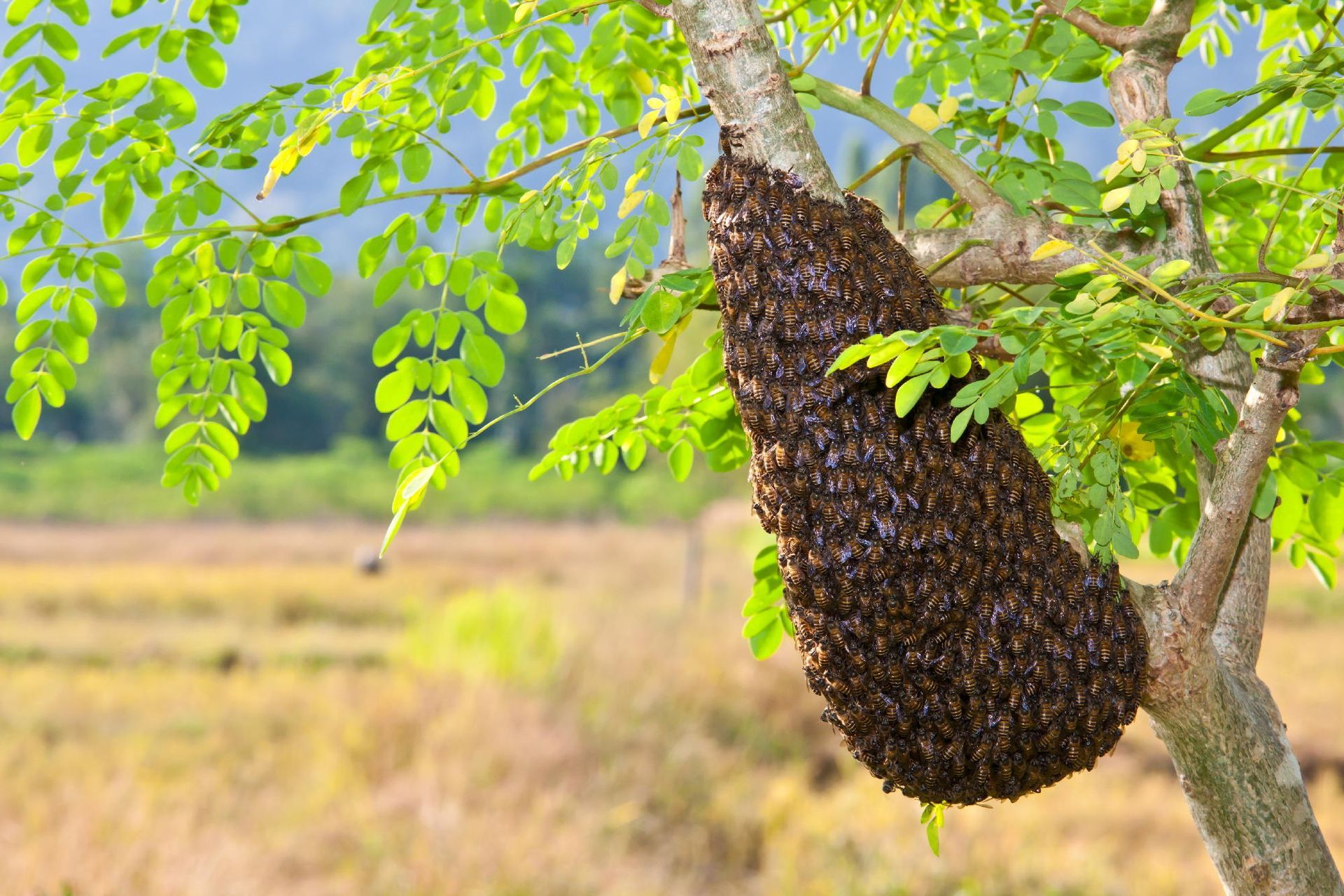 produzione sciami ameglia