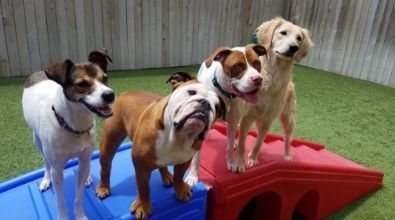 A group of dogs are standing next to each other on a ramp.