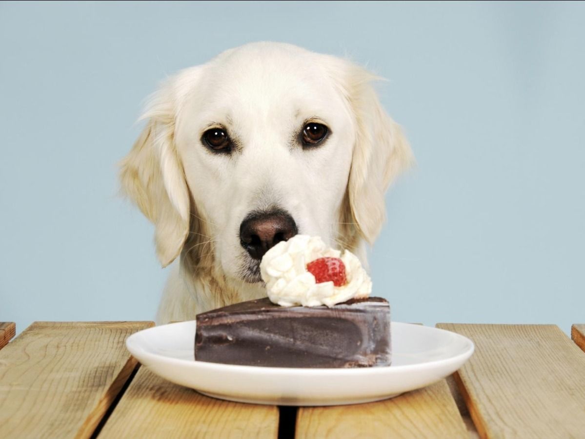 A dog is eating a piece of chocolate cake on a plate.