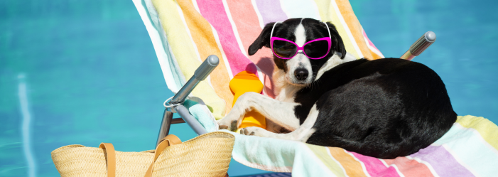 A dog wearing sunglasses is sitting in a beach chair next to a cat.