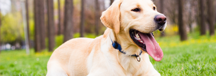 A dog is laying in the grass with its tongue hanging out.