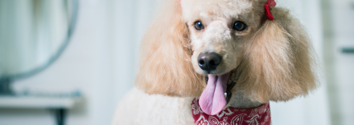 A close up of a poodle wearing a bandana and looking at the camera.