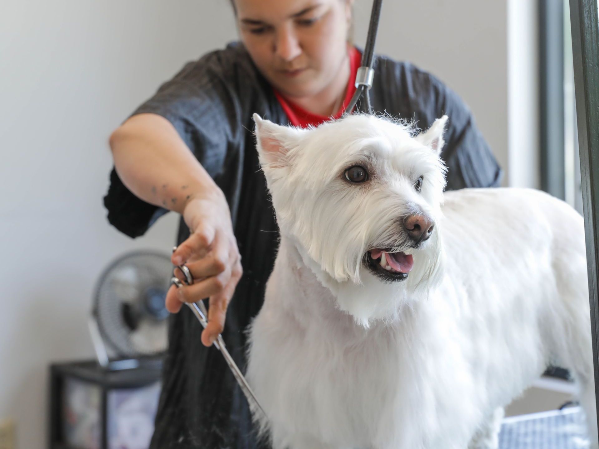 A woman is grooming a white dog with scissors.