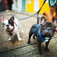 Two french bulldogs are walking on a leash on a sidewalk.