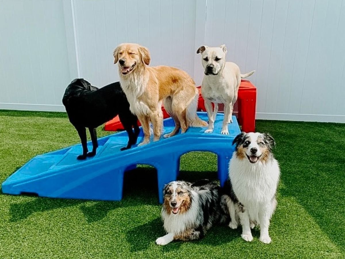 A group of dogs are standing next to each other on a grassy field.