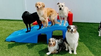 A group of dogs are standing on top of a blue ramp.