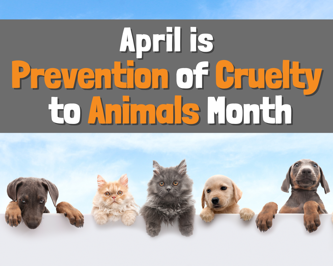 A poster for april is prevention of cruelty to animals month