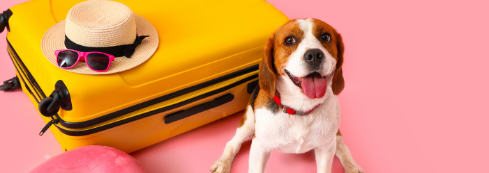 A dog is sitting next to a yellow suitcase on a pink background.