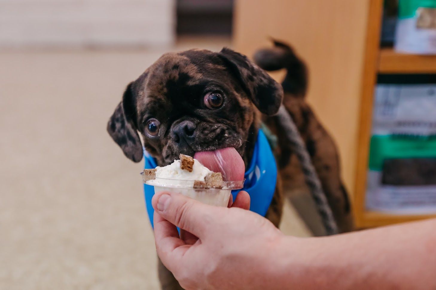 A person is feeding a dog a piece of ice cream.