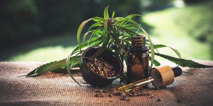 There is a plant and a bottle of oil on the table.
