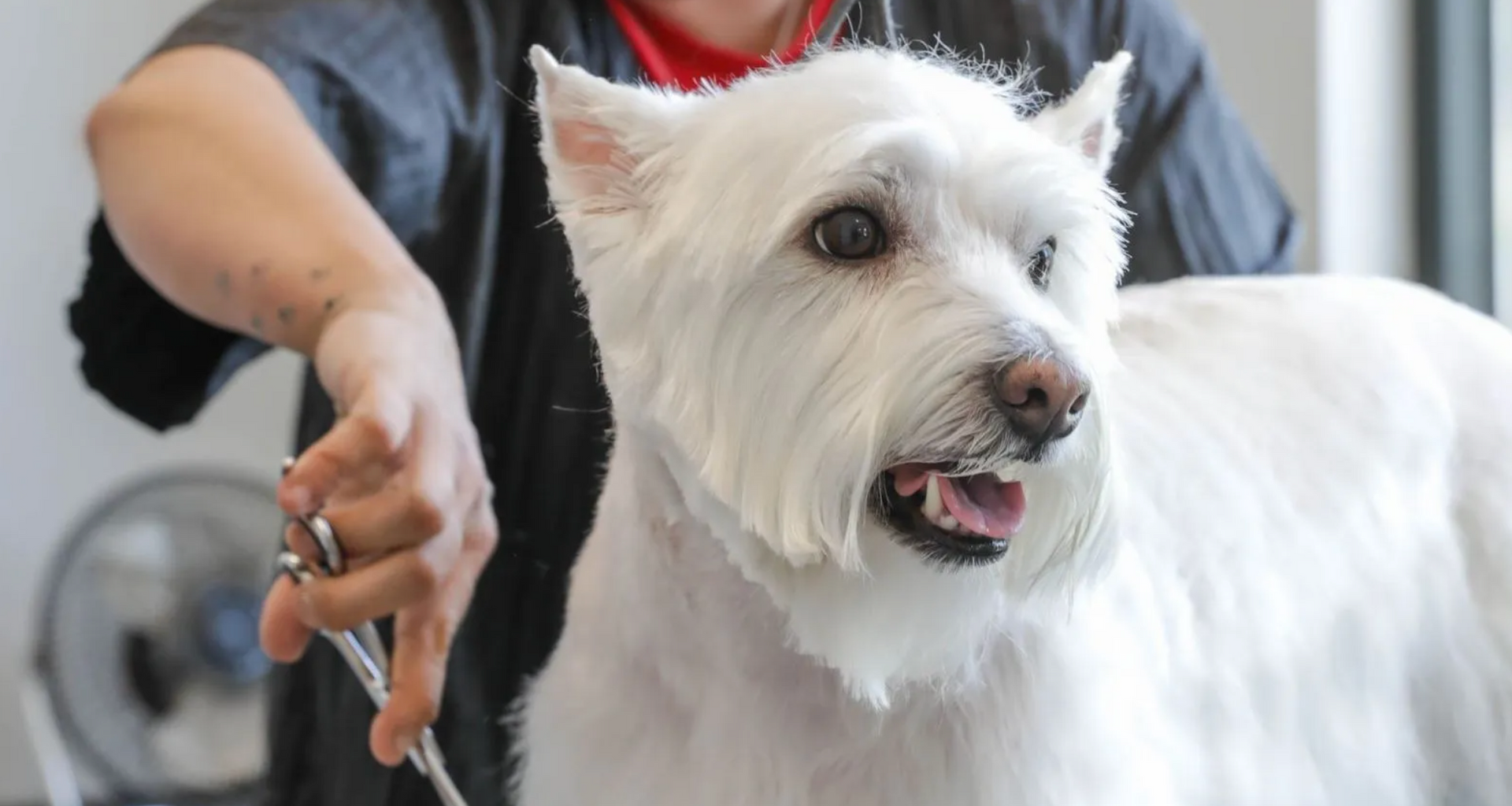 A person is grooming a white dog with scissors.