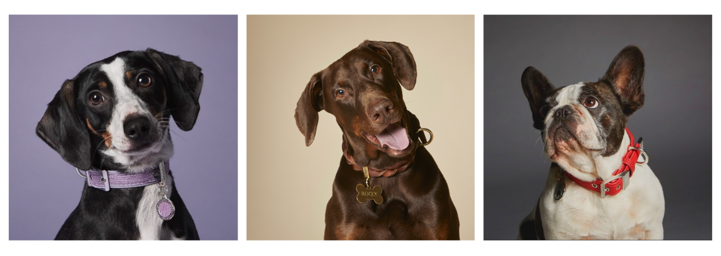 Three dogs are sitting next to each other and looking at the camera.