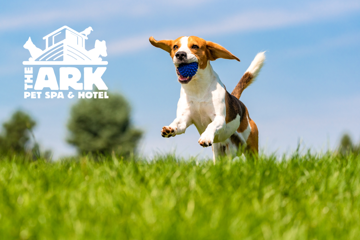 A dog is running in the grass with a blue ball in its mouth.