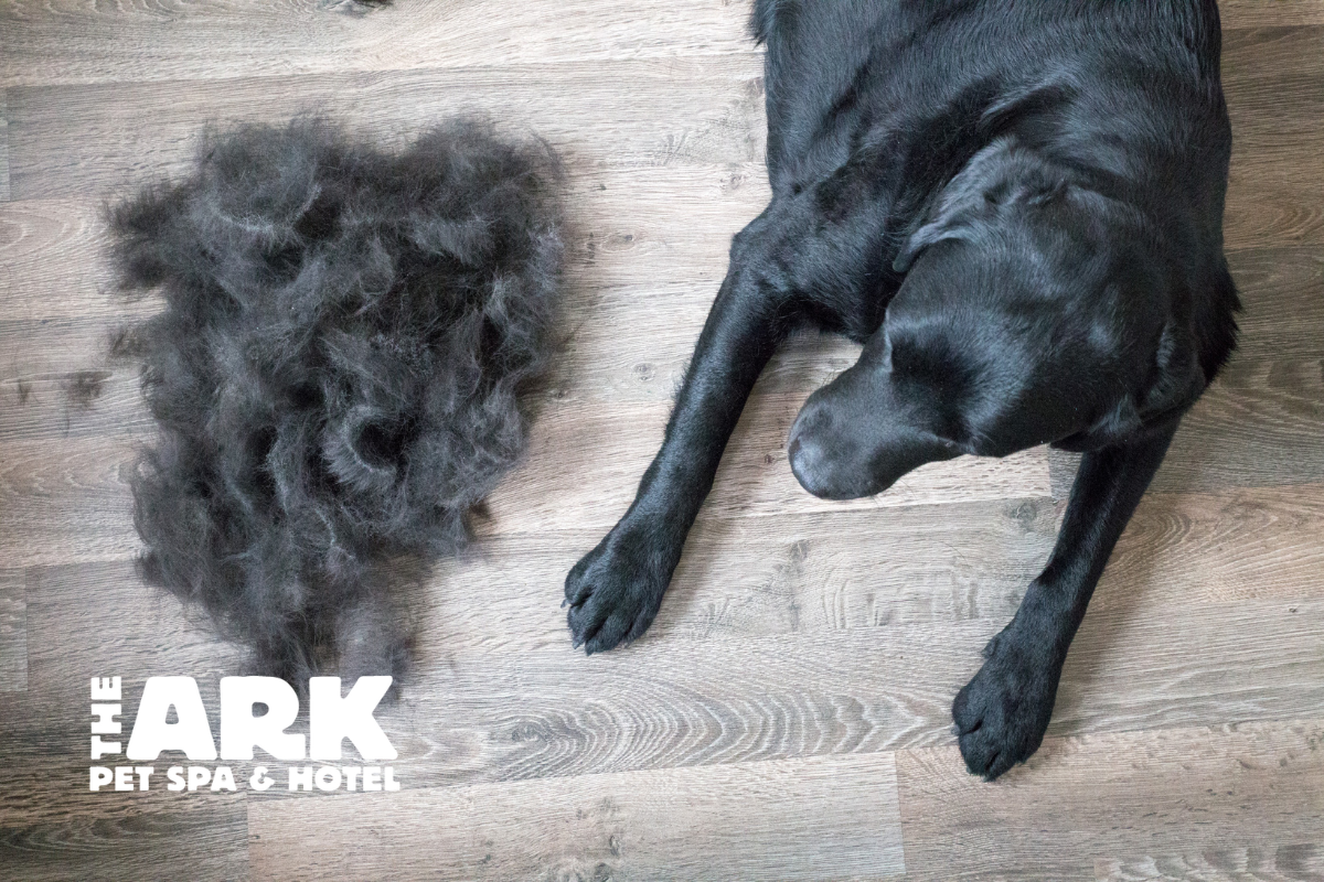 A black dog is laying on the floor next to a pile of dog hair.