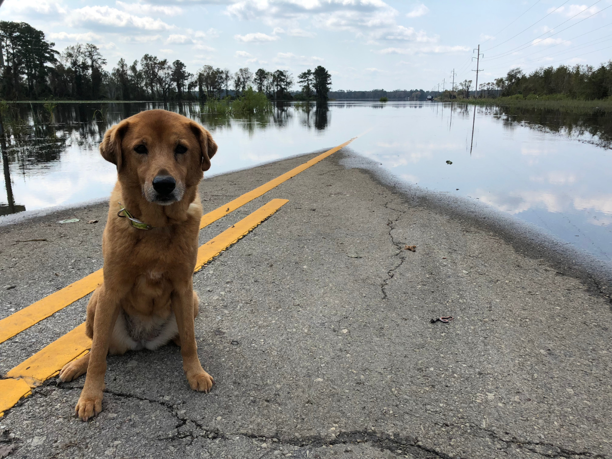 A dog is sitting on the side of a flooded road