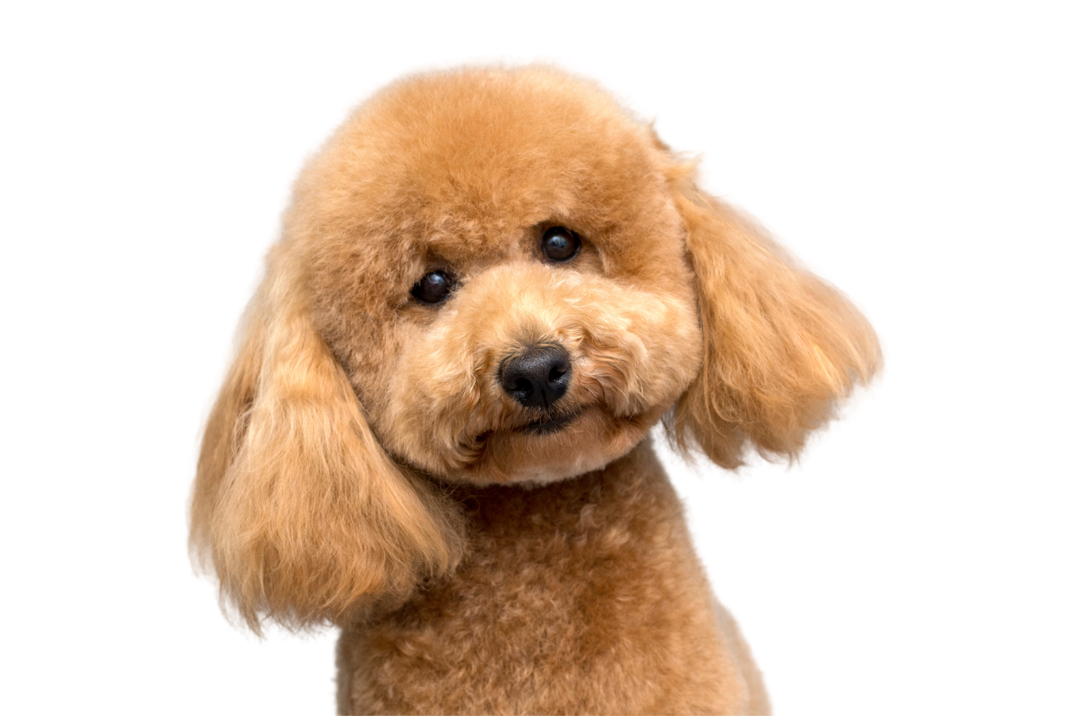 A brown poodle is looking at the camera on a white background.