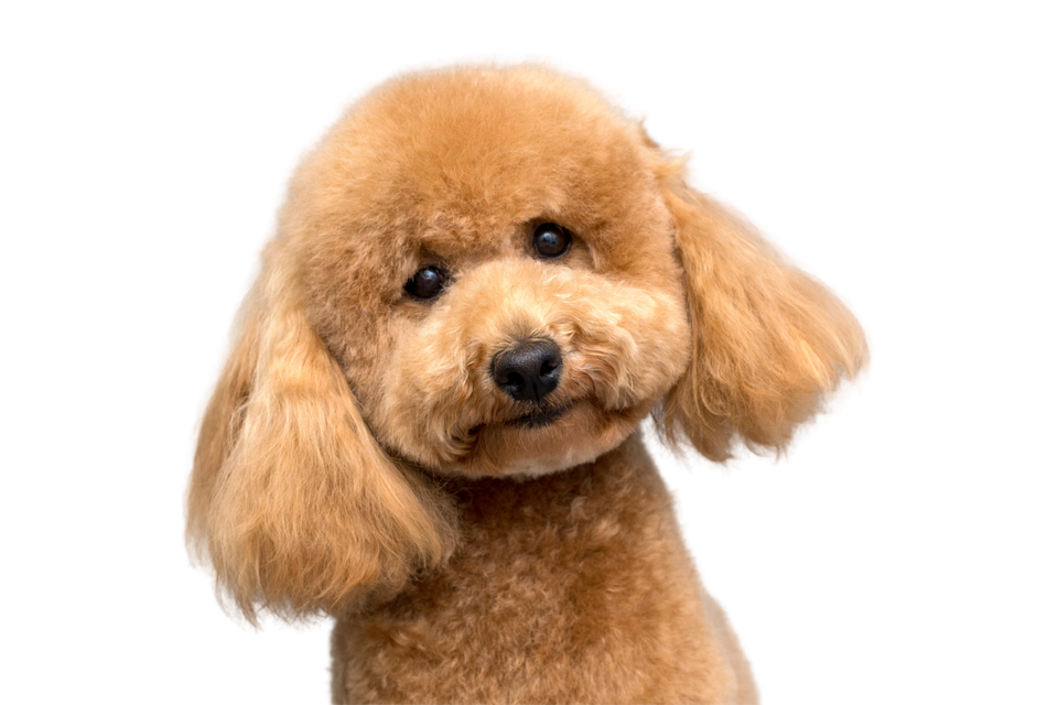 A brown poodle is looking at the camera on a white background.