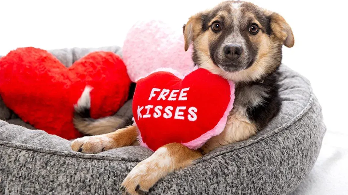 A dog is laying in a dog bed holding a red heart that says `` free kisses ''.