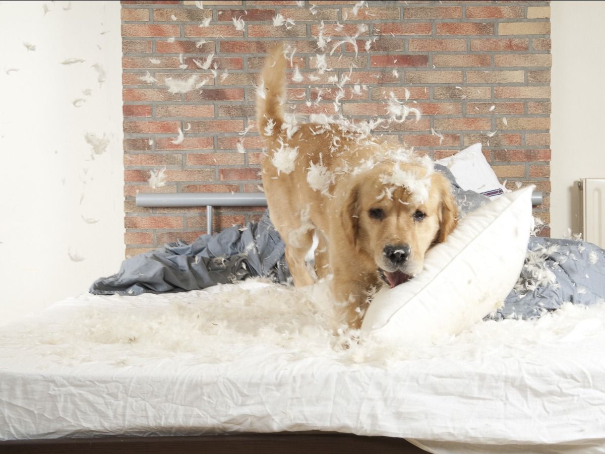 A dog is playing with a pillow on a bed.