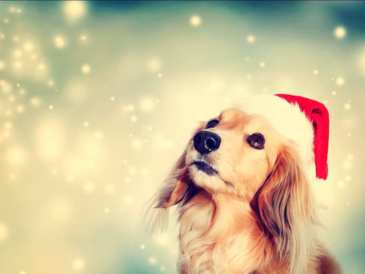 A dog wearing a santa hat is looking up at the sky.
